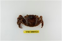 藏品(白紋方蟹)的圖片